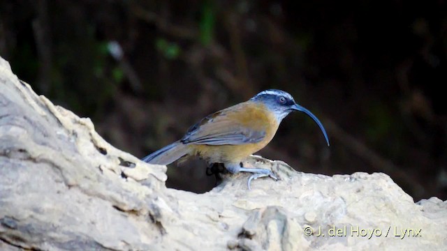 Slender-billed Scimitar-Babbler - ML201599271