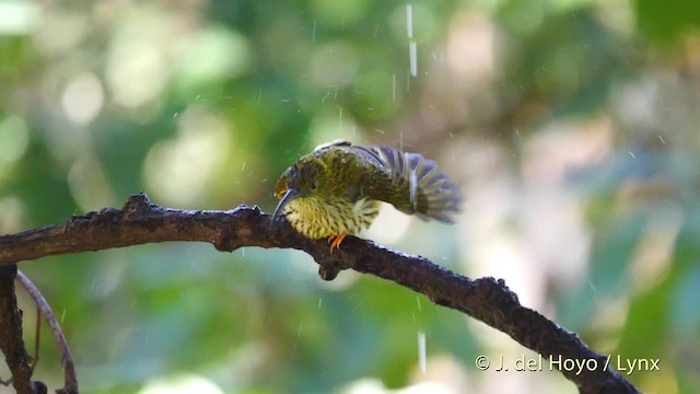 Streaked Spiderhunter - ML201599371