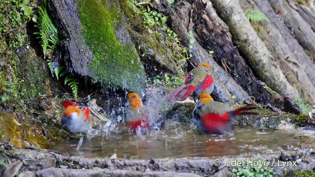 Garrulaxe à queue rouge - ML201599401