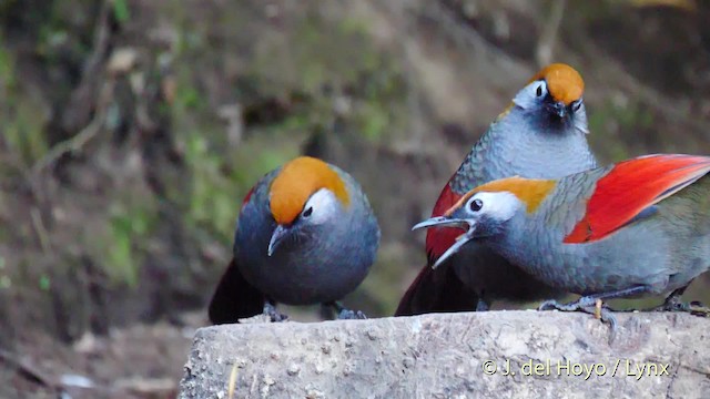 Garrulaxe à queue rouge - ML201599431