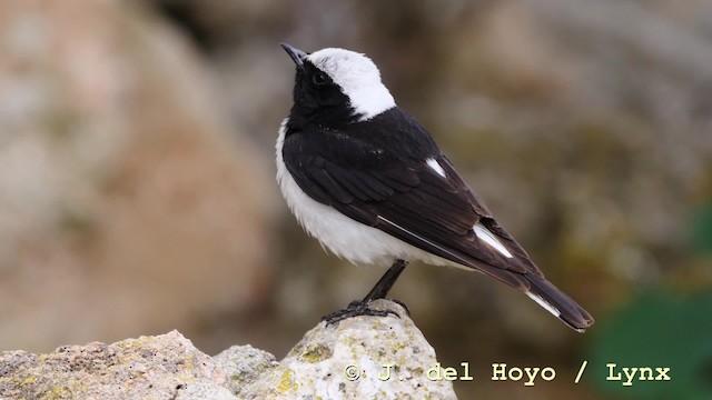 Pied Wheatear - ML201599561