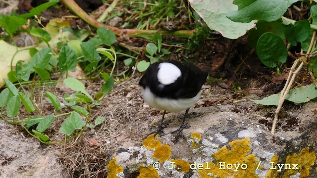 Pied Wheatear - ML201599571