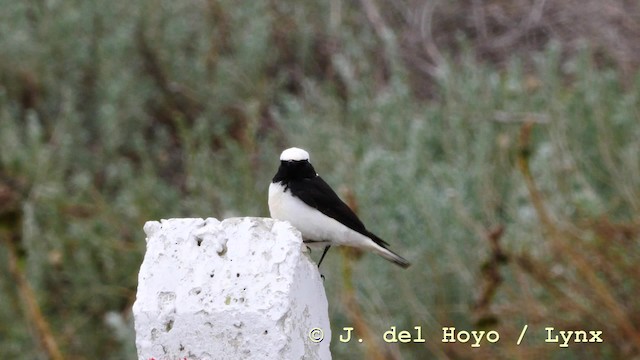 Pied Wheatear - ML201599581