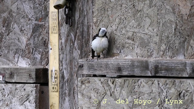 bělořit bělohlavý - ML201599591