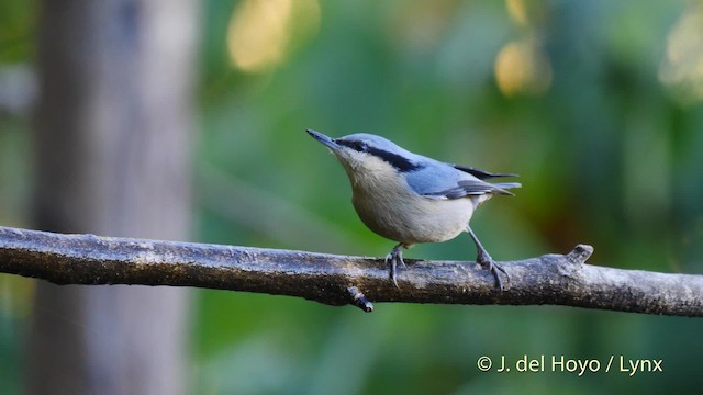 Chestnut-vented Nuthatch - ML201599711