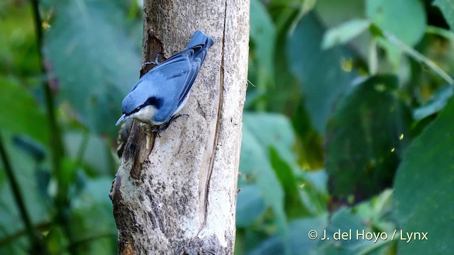 Chestnut-vented Nuthatch - ML201599721