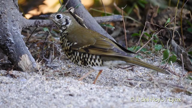 Long-tailed Thrush - ML201599741