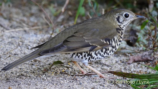 Long-tailed Thrush - ML201599751