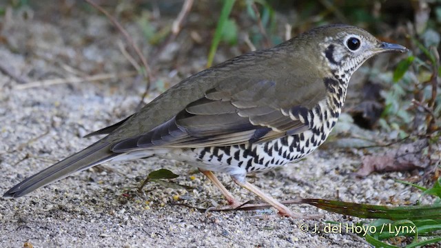 Long-tailed Thrush - ML201599751