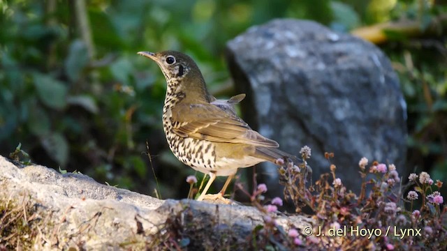 Long-tailed Thrush - ML201599761