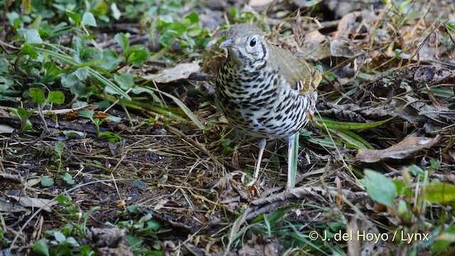 Long-tailed Thrush - ML201599771