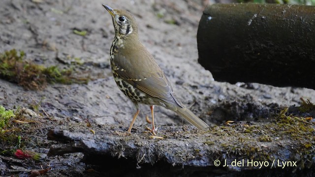 Long-tailed Thrush - ML201599781