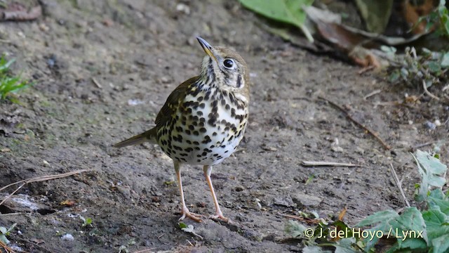 Long-tailed Thrush - ML201599791