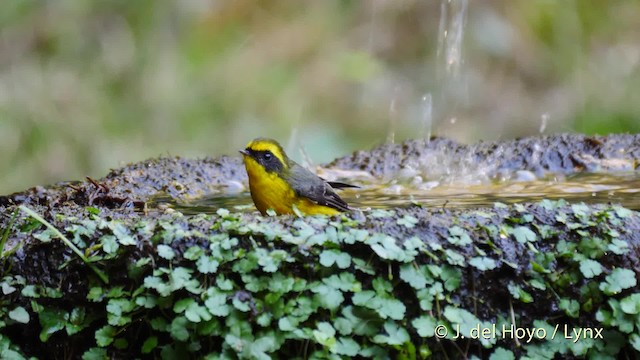 Yellow-bellied Fairy-Fantail - ML201599811