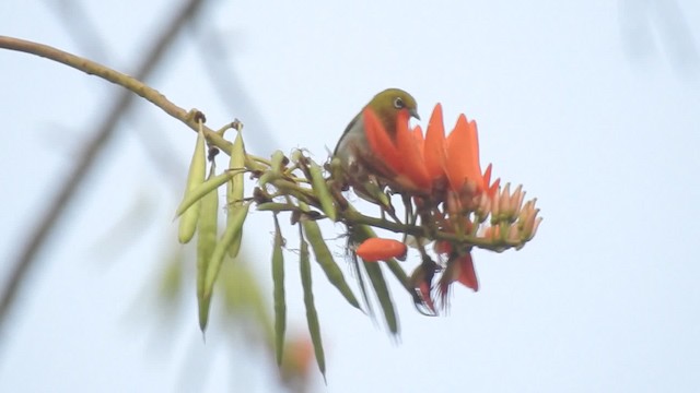 Indian White-eye - ML201599831