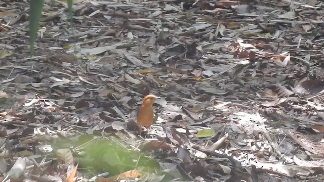 Orange-headed Thrush (Orange-headed) - ML201599841