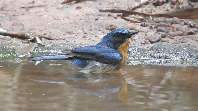 Hill Blue Flycatcher - ML201599851