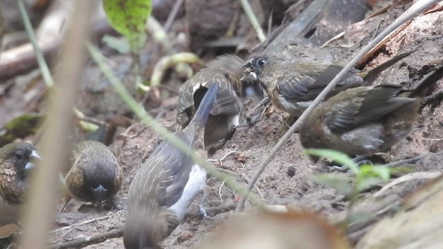White-rumped Munia - ML201599871