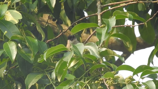 Bulbul Ventridorado - ML201599891