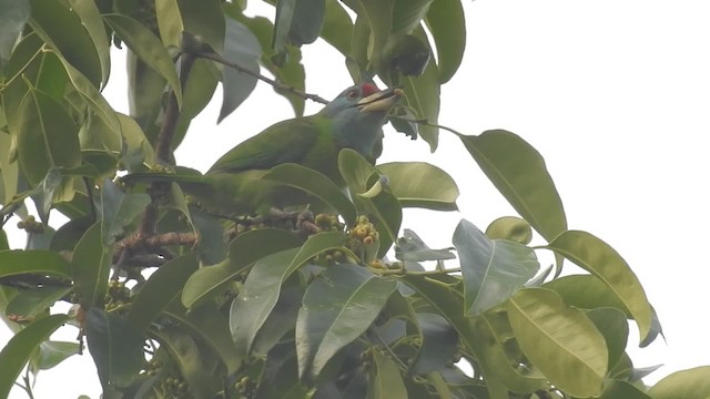 Blue-throated Barbet (Blue-crowned) - ML201599901