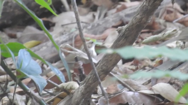 Puff-throated Babbler - ML201599911