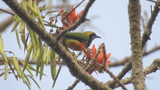 Orange-bellied Leafbird (Orange-bellied) - ML201599921