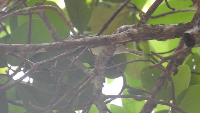 Клаудын дууч шувуу - ML201599931