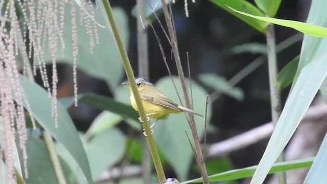 Gray-crowned Warbler - ML201599941