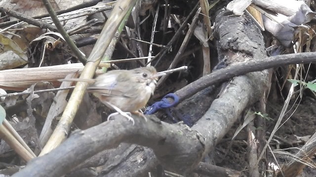 Buff-breasted Babbler - ML201599951