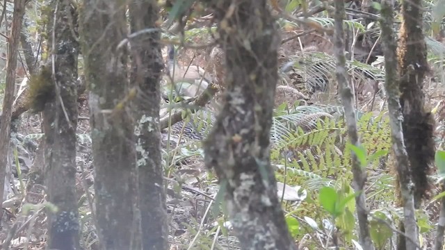 Silver Pheasant - ML201600001