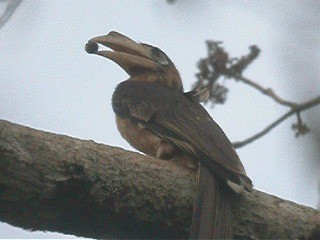 Rostbauch-Hornvogel - ML201600081