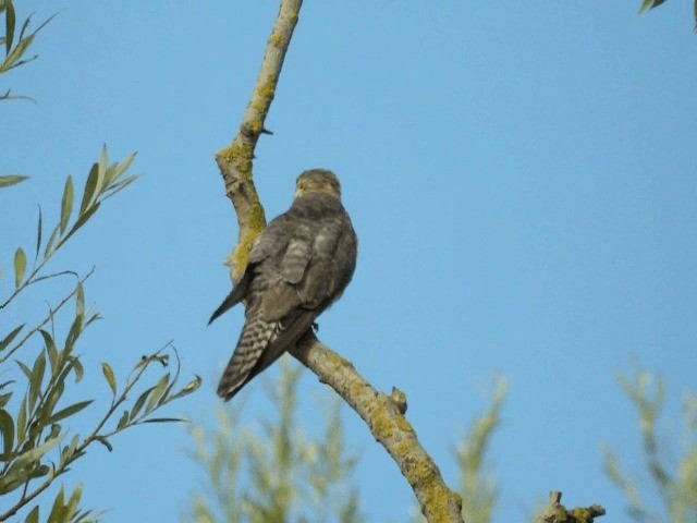 Rotfußfalke - ML201600211