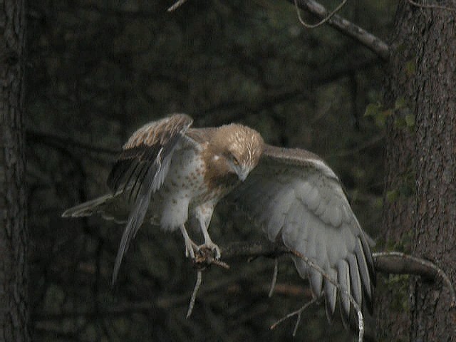 Short-toed Snake-Eagle - ML201600271