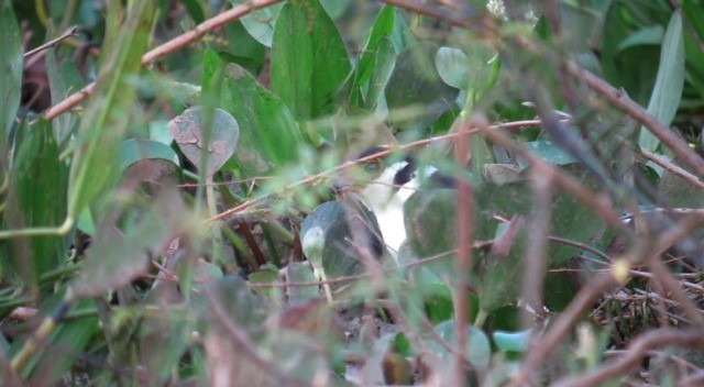 Collared Forest-Falcon - ML201600341