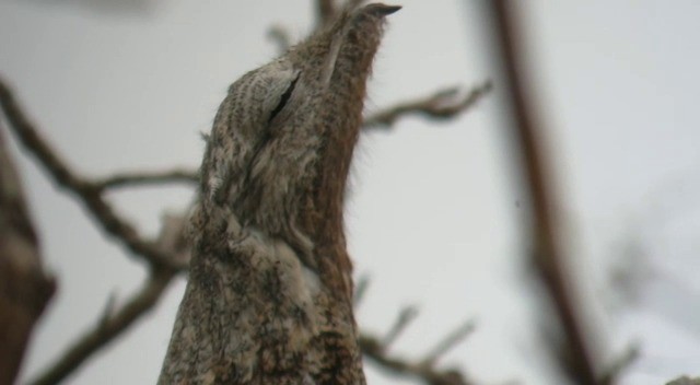 Great Potoo - ML201600351