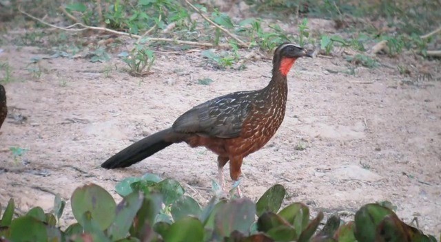 Chestnut-bellied Guan - ML201600361