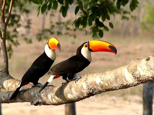 Toco Toucan - ML201600401