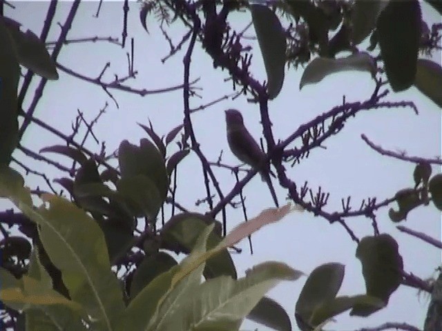 Gambaga Flycatcher - ML201600431