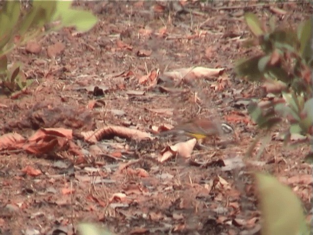 Brown-rumped Bunting - ML201600441