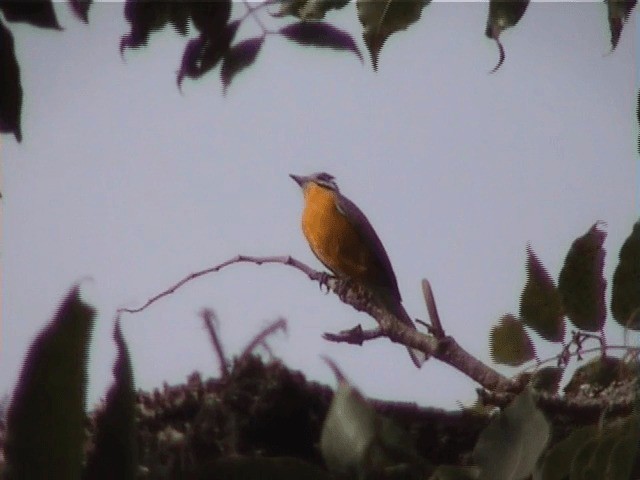 Bruant à ventre jaune - ML201600451