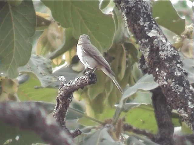 Gambaga Flycatcher - ML201600481