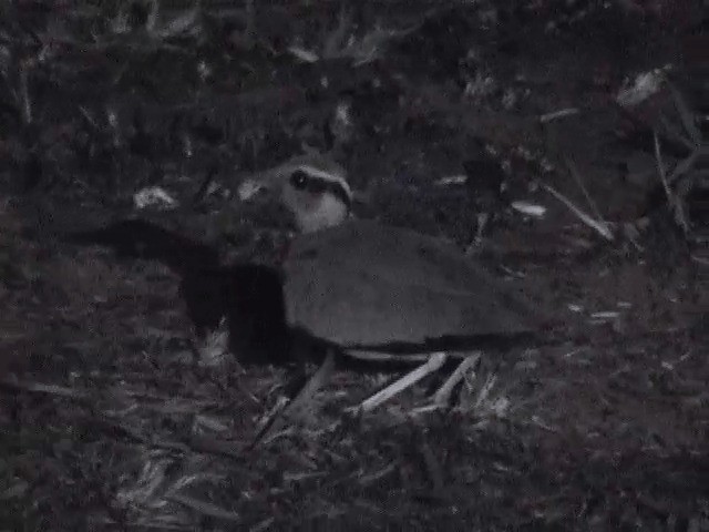 Temminck's Courser - ML201600531