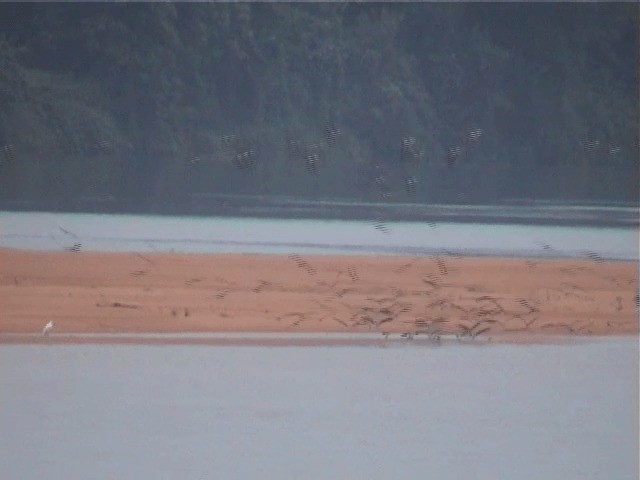 African Skimmer - ML201600631