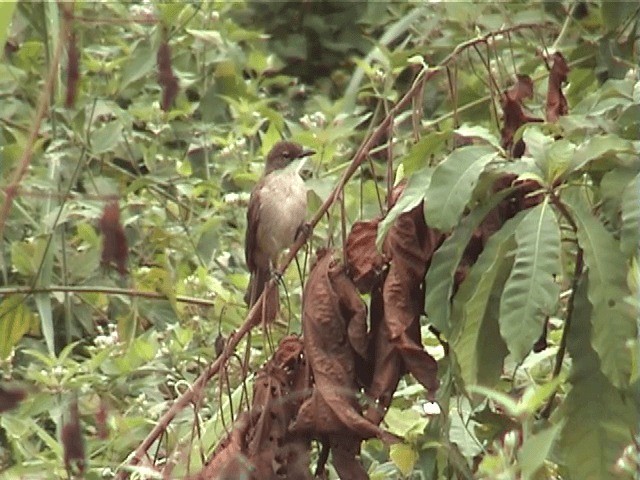 Simple Greenbul - ML201600681