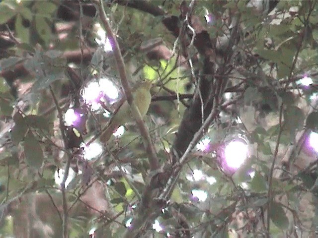 Fraser's Sunbird - ML201600701