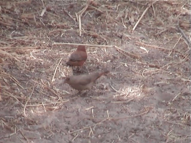 Red-billed Firefinch - ML201600711