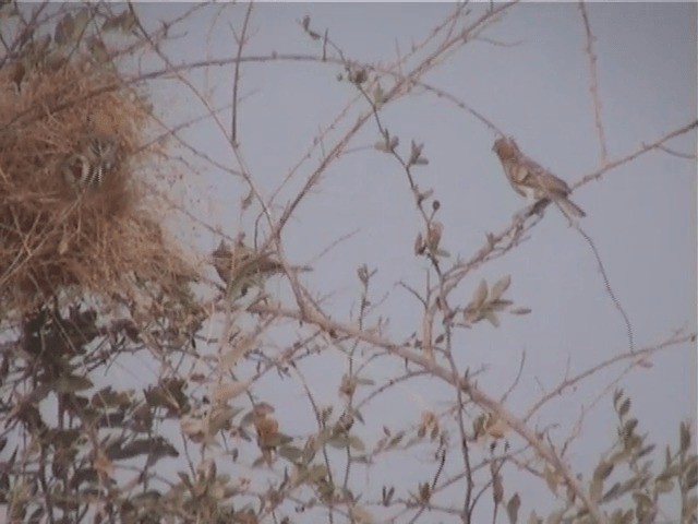 Speckle-fronted Weaver - ML201600731