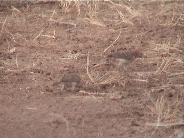 Speckle-fronted Weaver - ML201600741