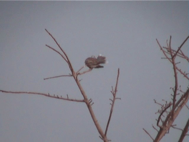 African Collared-Dove - ML201600751