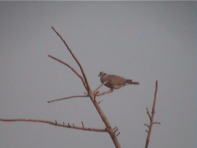 African Collared-Dove - ML201600761